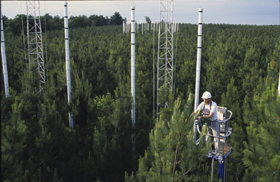 A resesarcher studies tree growth at the Duke Forest FACE project, which examines effects of elevated CO2 levels. 