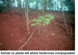 Almost no plants left where herbivores overpopulated