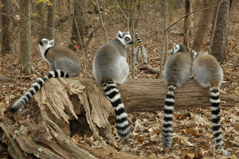 duke lemur center valentines day