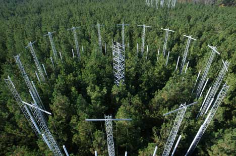 Loblolly trees growing under elevated carbon dioxide levels emitted from towers at Duke Forest's FACE site 