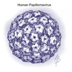 HPV.jpeg