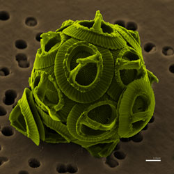 Phytoplankton_small.jpg
