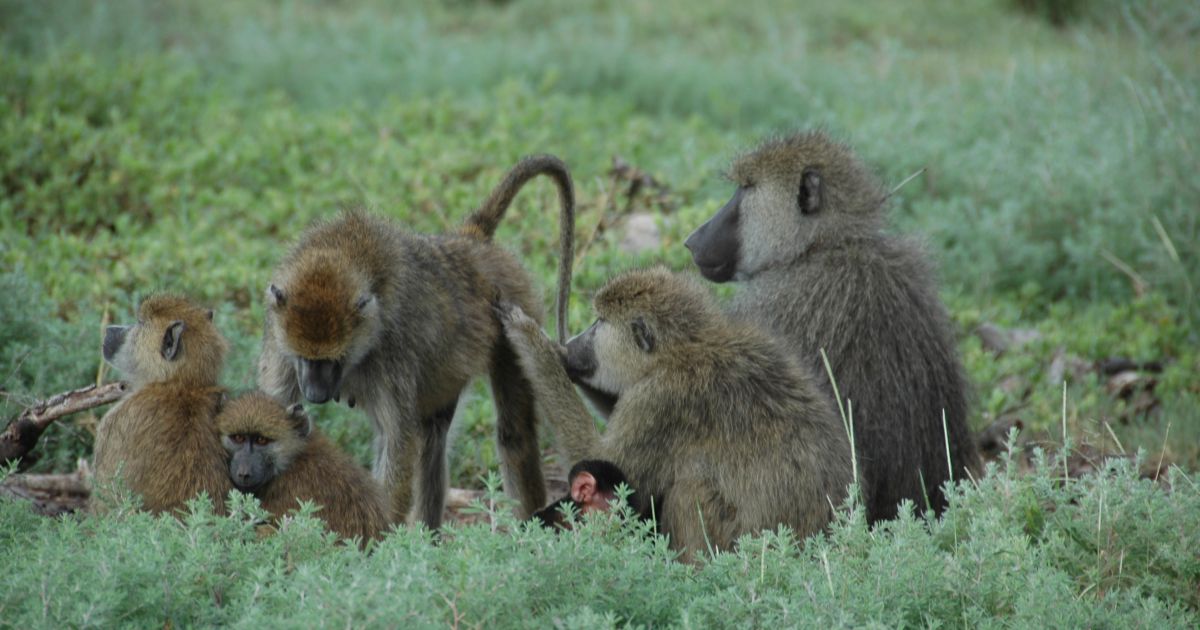 Adult Friendships Can Triumph Over Childhood Trauma, Even in Baboons ...