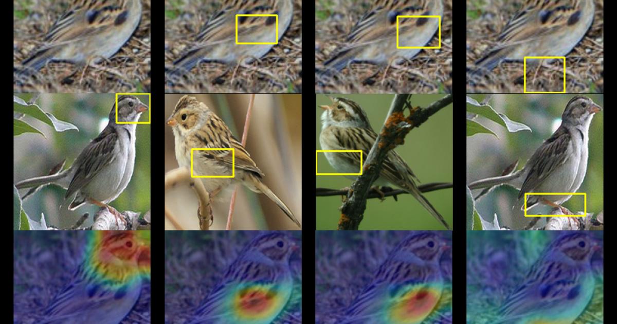 This A.I. Birdwatcher Lets You ‘See’ Through the Eyes of a Machine ...