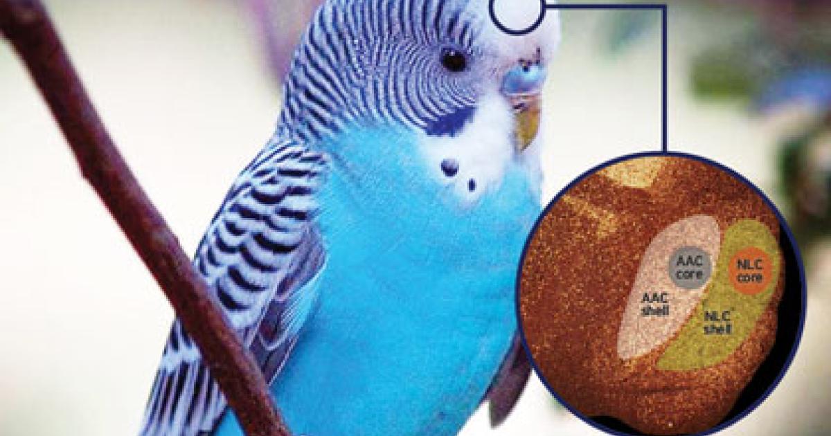 Study Hints at Why Parrots are Great Vocal Imitators | Duke Today
