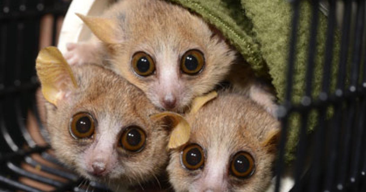 Personality Test Finds Some Mouse Lemurs Shy, Others Bold | Duke Today
