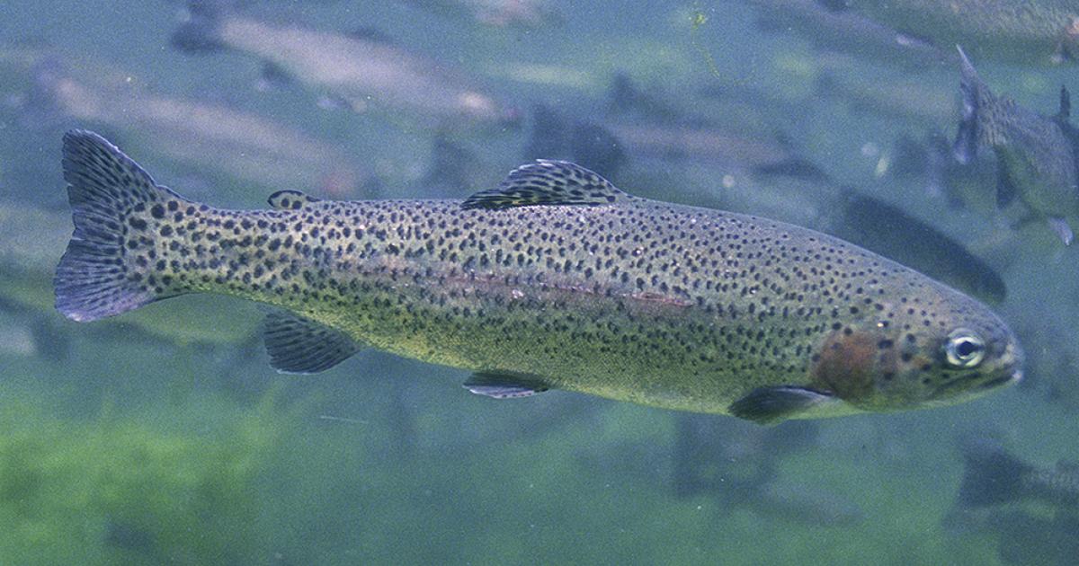 The Inside Of A Trout Diagram