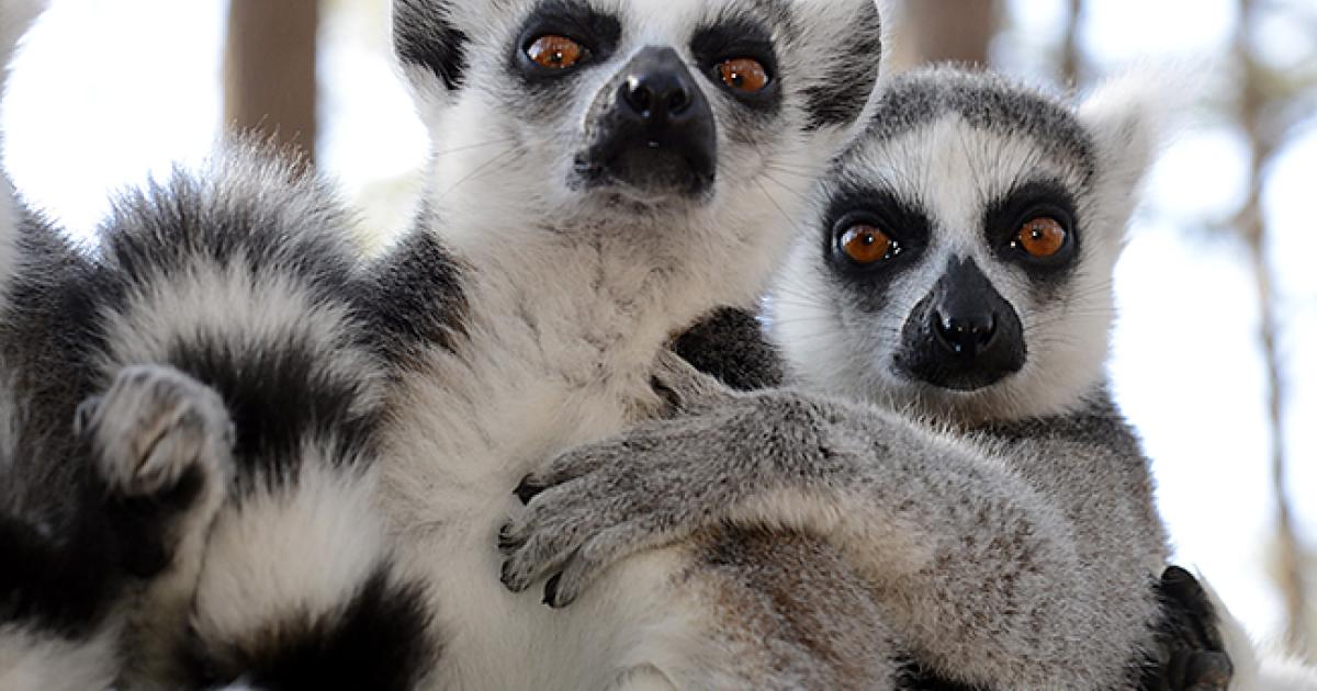 Lemurs Can Smell Weakness in Each Other | Duke Today