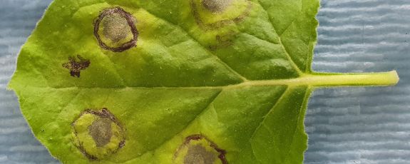 Cellular suicide: The brown spots on this leaf are zones of plant cells that have sacrificed themselves to contain infection. Credit: Wikipedia 