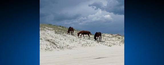 Wild horses on a beach.