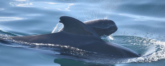 A pilot whale and calf surface for air