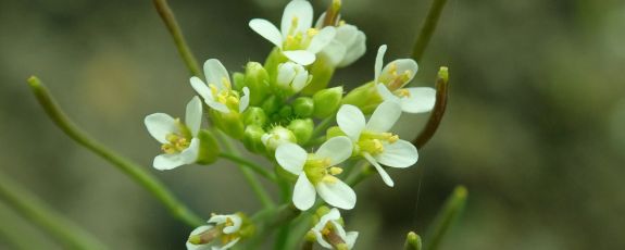 Cells in Arabidopsis plants mobilize to fight infection with help from unzipped RNAs, Duke researchers report. Credit: Salicyna
