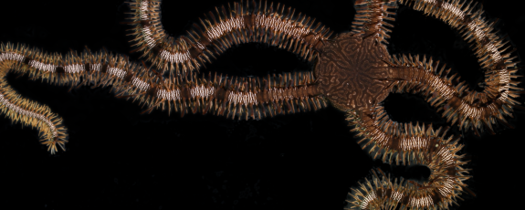Brittle stars may lack a brain, but that doesn’t stop them from learning, Duke researchers report. Credit: Julia Notar