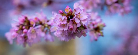 Purple blooms on Duke's campus