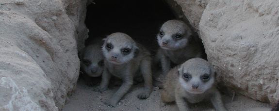 Meerkat pups at Kuruman River Reserve, in South Africa’s Kalahari Desert. Photo by Christine Drea, Duke University.
