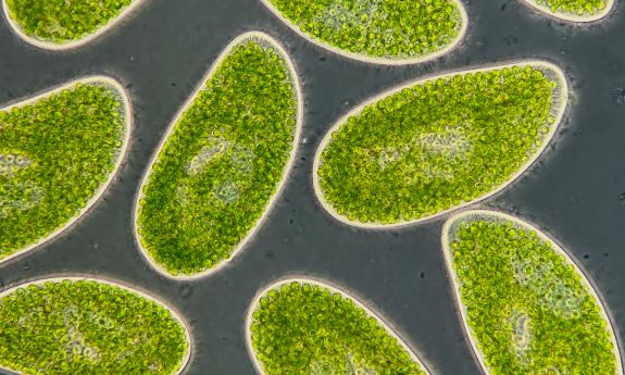 Found in lakes and rivers worldwide, single-celled creatures like these Paramecium bursaria can both eat and photosynthesize. Microbes like this play a double role in climate change, releasing or absorbing carbon dioxide -- the heat-trapping greenhouse gas that is the primary driver of warming -- depending on whether they rely on an animal-like lifestyle or a plant-like lifestyle. Credit: Daniel J. Wieczynski.