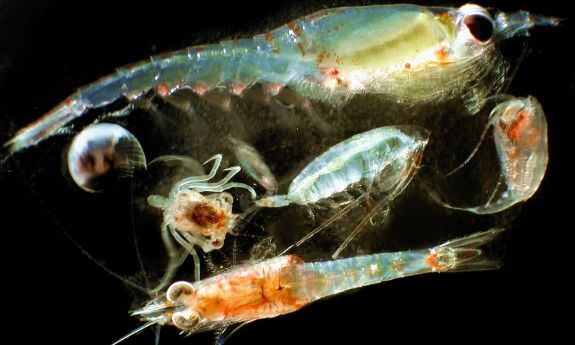 A photo composite of several species of marine zooplankton (NOAA)