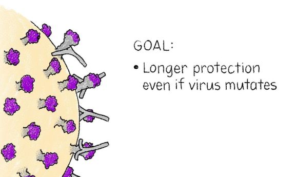 Graphic of virus with words on side: Goal: Longer protection even if virus mutates