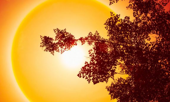 photo design of tree with blazing sun in background