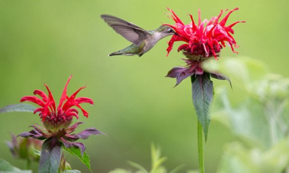 image of hummingbird at a beebalm plant