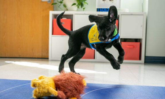 A black puppy is mid-air, leaping toward a stuffed toy