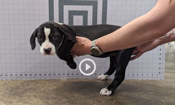 puppy getting prepped for her wheelchair