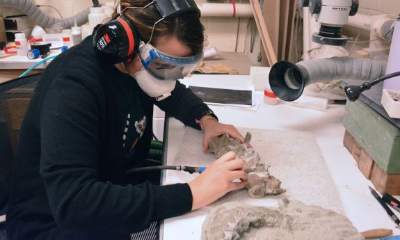 A worker cleaning a fossil.