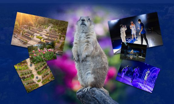 A groundhog stands in the middle of a collage that showcases photos of Duke Gardens on his left and the men's basketball team shooting a hype video on the right