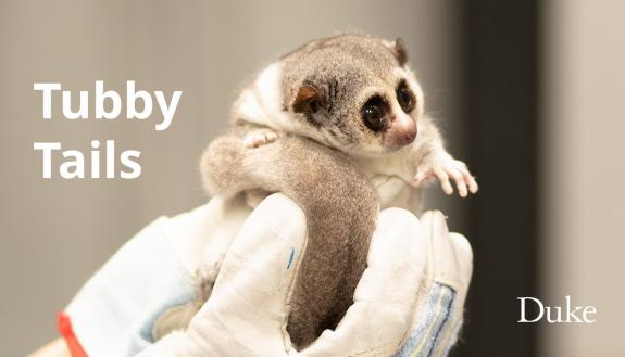Someone in gloves holding a small lemur