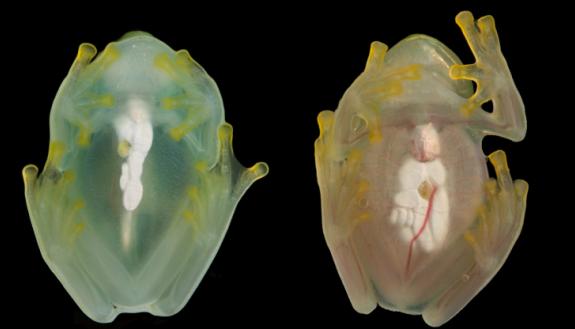 the same glassfrog photographed during sleep and while active, using a flash, showing the difference in red blood cell perfusion within the circulatory system. By Jesse Delia