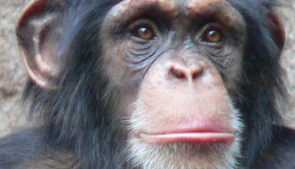 Chimpanzees are among the best studied primates for parasite interactions. Photo credit: Wikimedia Commons