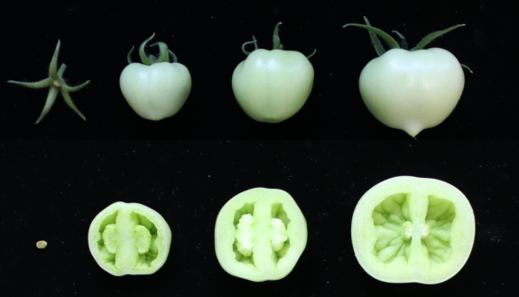 development of a seedless tomato