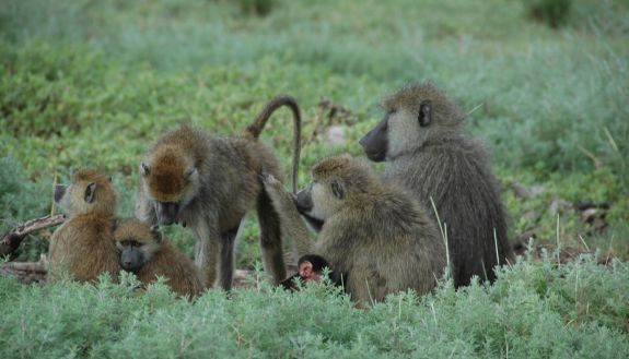 Members of a baboon group in Amboseli, Kenya, relax and groom together, a baboon’s way of social bonding. Credit: Susan C. Alberts, Duke University