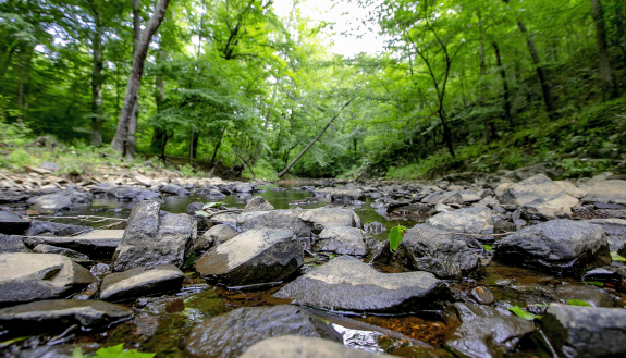 rocky stream in a forest