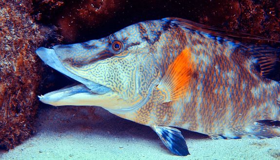 This fish doesn’t rely on its eyes to tell if it got its color camouflage right -- it uses its skin.