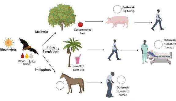 pandemic pathways: Nipah virus to bat to philippines to a horse to human transmission and outbreak