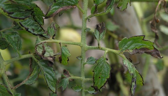 The dark spots on the leaves of these tomato plants are an early symptom of infection caused by the plant pathogen Pseudomonas syringae. The bacteria spread infection by water-logging the spaces between cells in the plant’s leaves, creating a moist, cozy place to feed and multiply. Credit: Goldlocki, Wikimedia Commons