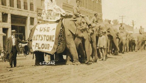 Row of elephants with one wearing a banner selling flour