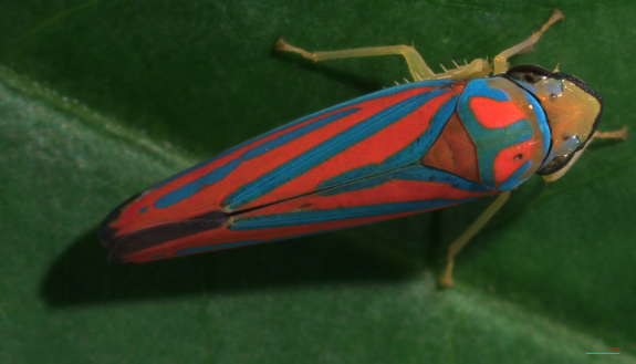 leafhopper on a plant