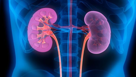 graphic of the two kidneys 