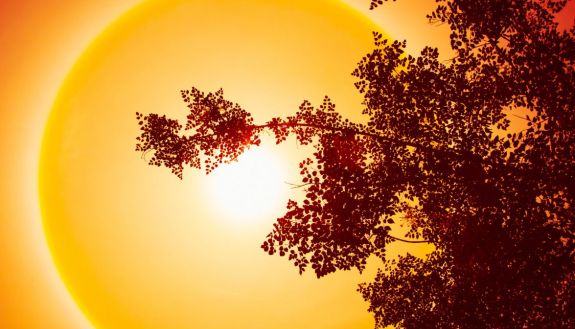 photo design of tree with blazing sun in background