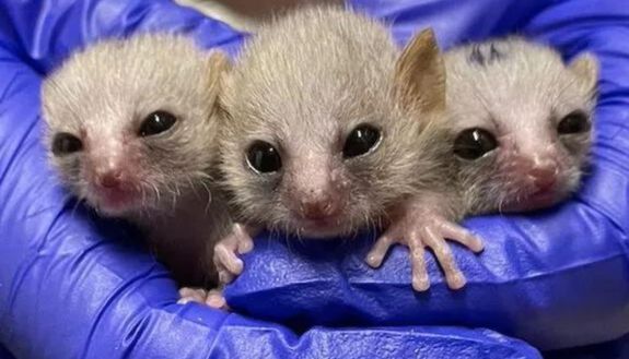 Grey Mouse lemur babies: Ficus, Monstera, and Pothos!