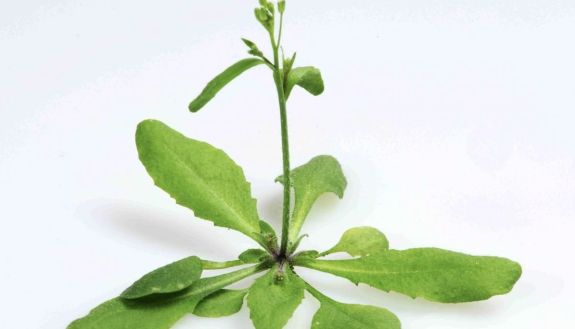 Changes in the diversity of microorganisms living inside the leaves of this Arabidopsis plant can compromise its ability to identify harmful invaders.