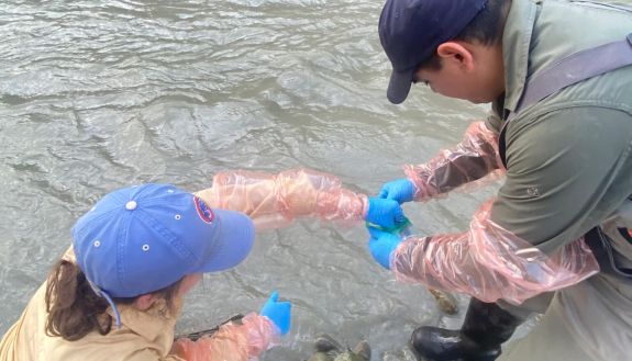 People in the water with blue gloves