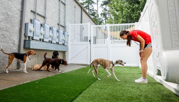 Four dogs stand on a play area of a doggie day care facility. a woman bends down to talk to one of them.