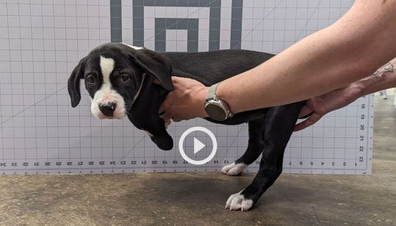 puppy getting prepped for her wheelchair