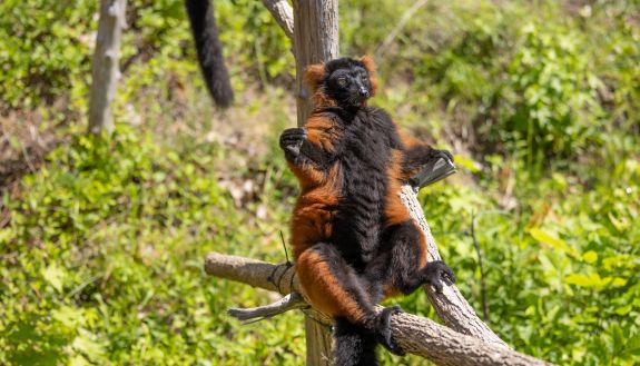 Male red ruffed lemur sun bathing