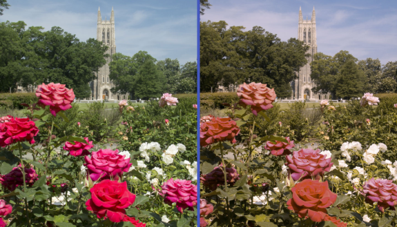 Duke Chapel rose garden, as seen through special glasses, left, and for colorblind people