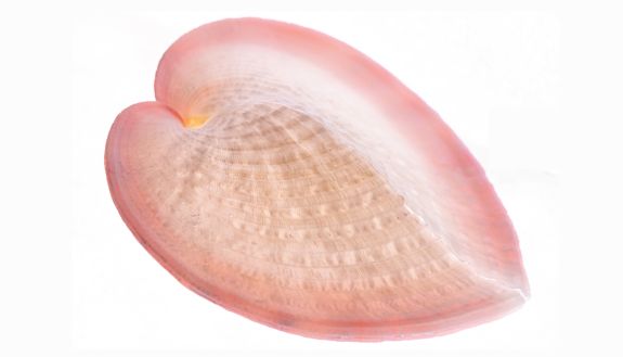 A heart cockle (Corculum cardissa). Photo by Ruiqi Li