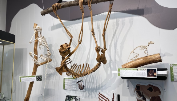 hanging sloth skeleton